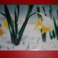 4 прекрасни двойни картички на тема "Зимна природа"с подходящи послания, снимка 4 - Колекции - 29722025