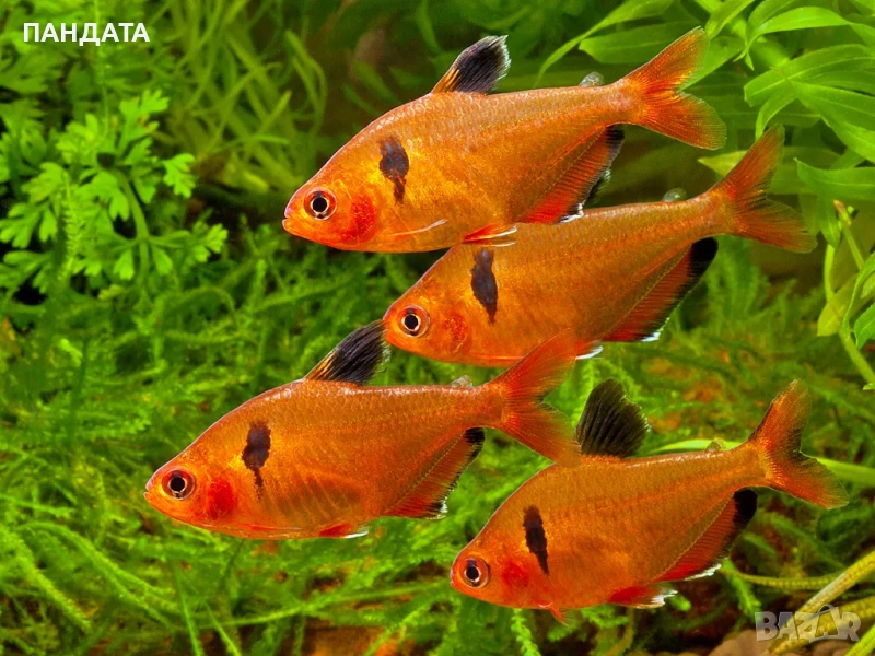 Тетра Минор, снимка 1