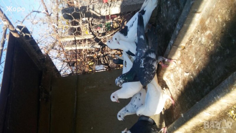 Пазарджишки елитни, снимка 1