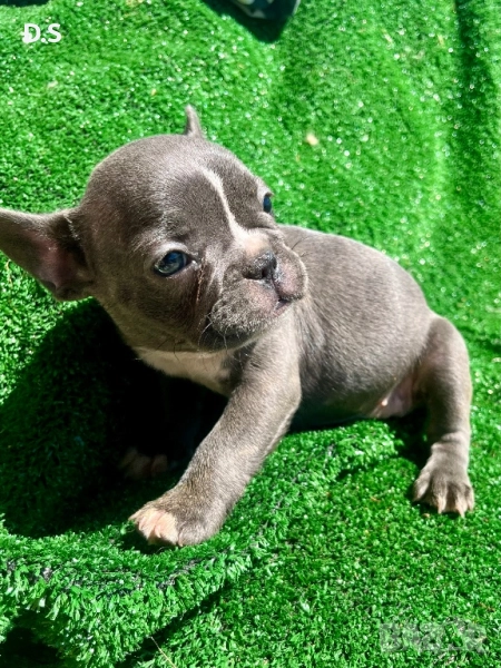 Френски булдог , снимка 1