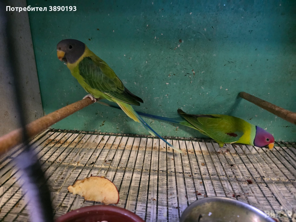 Сливоглав Александър , снимка 1