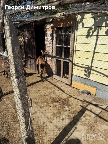 Алпийски кози , снимка 1