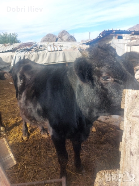 продавам мажко теле за клане , снимка 1