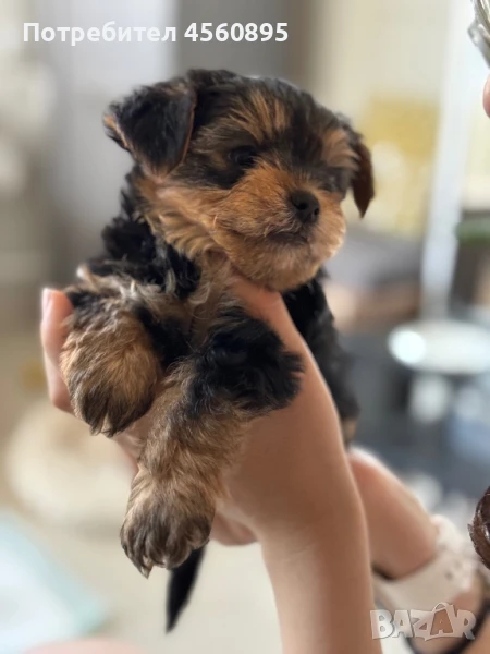 Мини Йорки , снимка 1