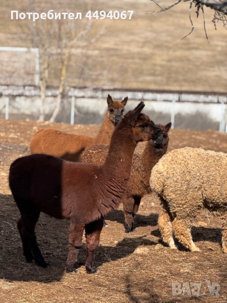 Продават се лами и алпаки, снимка 1