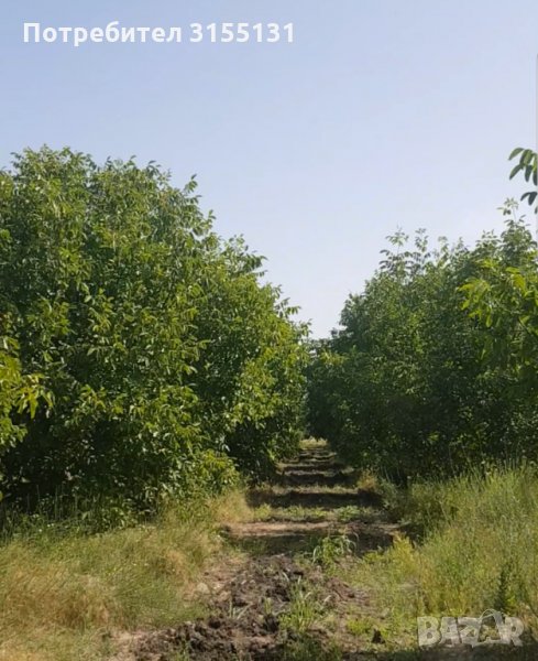 орехова градина, снимка 1