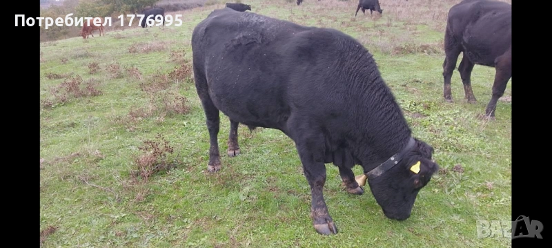 Бик за разплод, снимка 1