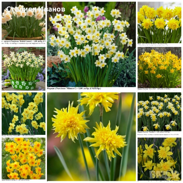 СОРТОВИ НАРЦИСИ - ЛУКОВИЦИ, снимка 1