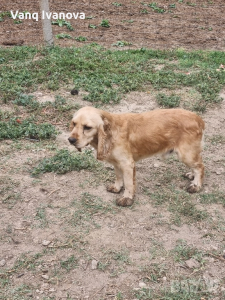 Куче за трюфели, снимка 1