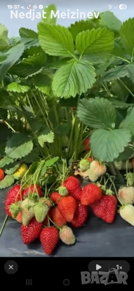 Разсад ягоди, малини и къпини, снимка 1
