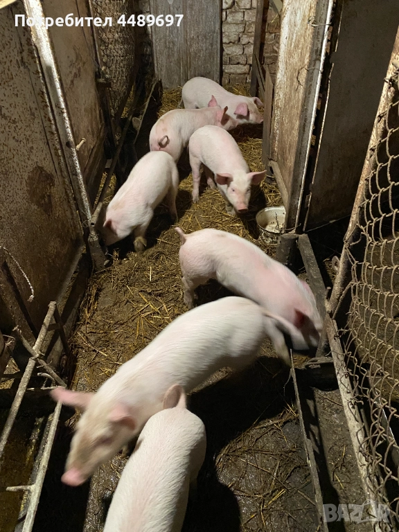 Малки прасета Силистра, снимка 1