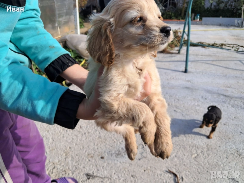 Малки кокерчета, снимка 1