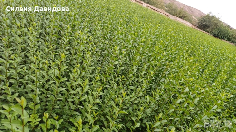 0.70 Лигуструм на корен, снимка 1