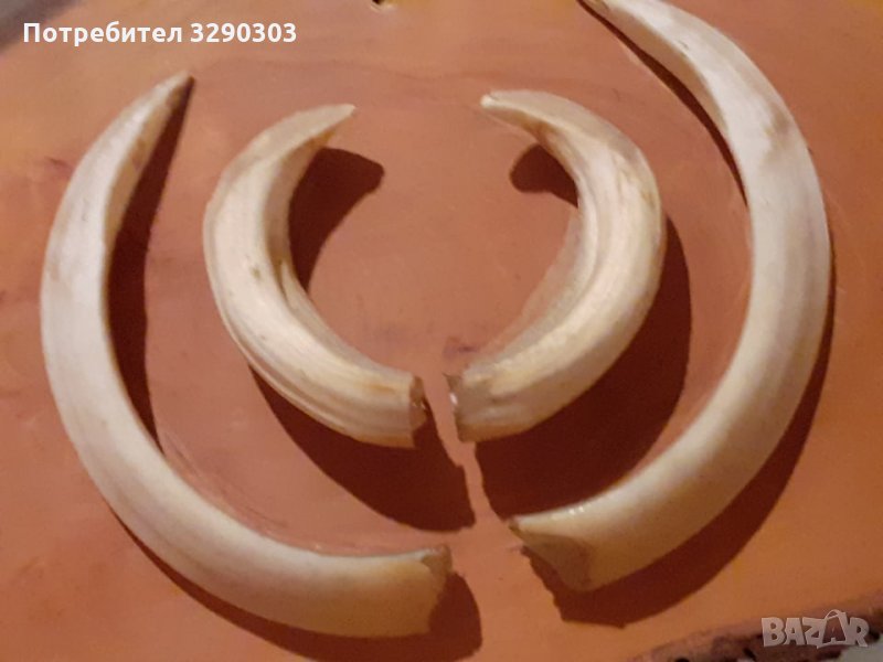 Ловни трофеи, снимка 1