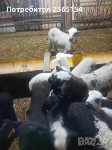 Продавам агнета