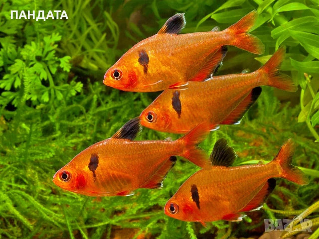 Тетра Минор, снимка 1