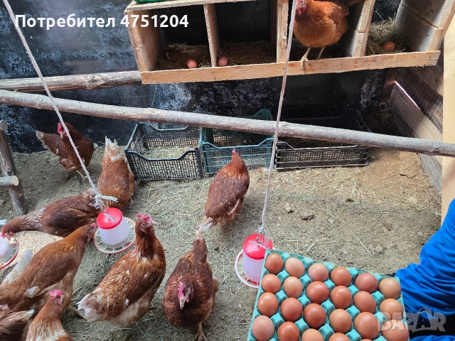 Домашни -Кокоши -яйца , снимка 2 - Домашни продукти - 54330465