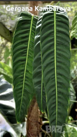 Philodendron Patriciae 