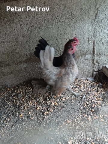 Декоративни кокошки , снимка 2 - Кокошки и пуйки - 51707427
