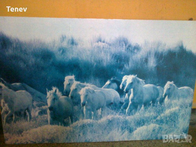 Картина с коне