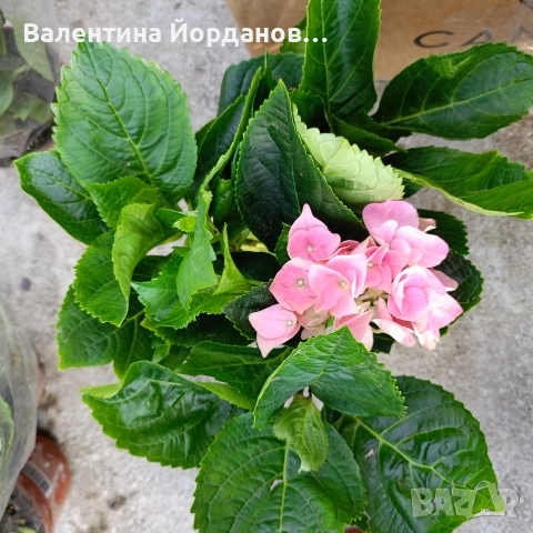 хортензия , снимка 4 - Градински цветя и растения - 54333874