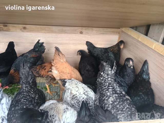 ярки и пилета 