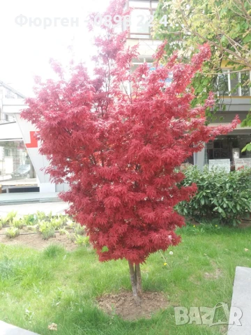 АЦЕР - Японски клен -   Налични 5 вида Студоустойчиви, снимка 2 - Разсади - 34223583