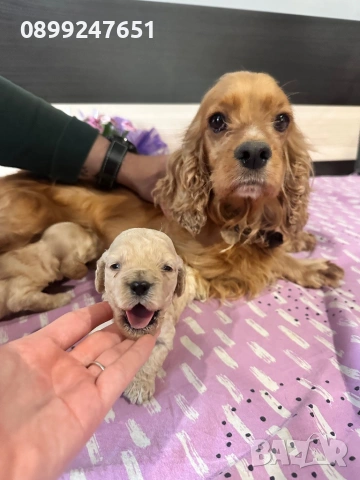 Кокер шпаньолчета , снимка 2 - Кокер шпаньол - 53130857