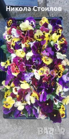 Разсад теменужки 