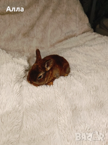 Голландско джуджета и Рекс, декоративно зайчета. , снимка 13 - Декоративни зайчета - 52861714