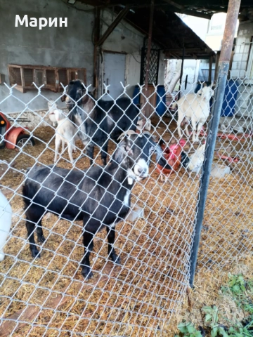 Продавам три кози, снимка 4 - Кози - 52936926