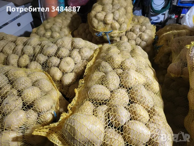 Продавам едър жълт картоф сорт Сорая , снимка 2 - Други - 55825595