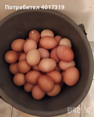 кокошки носачки , снимка 3 - Други животни - 54240953