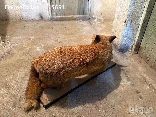 Продавам препарирана лисица, снимка 4 - Други ценни предмети - 53223492