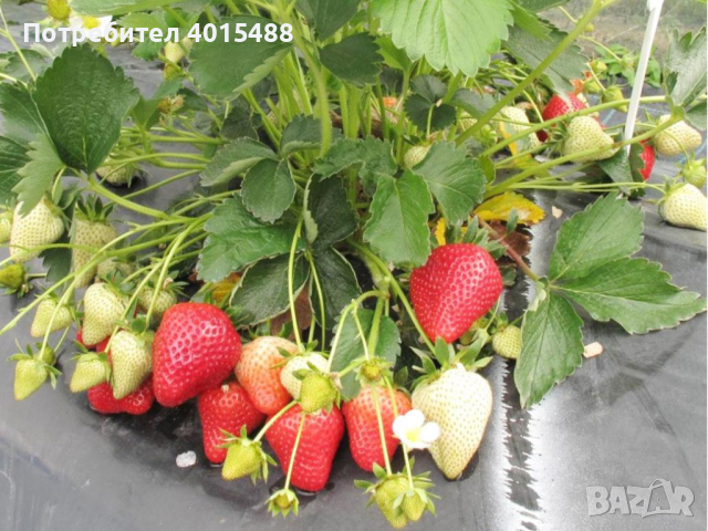 Prodavam korencheta celogodishni qgodi 2 sorta Monterei i Flamenko, снимка 6 - Разсади - 44673235