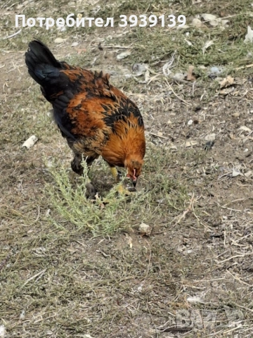 продавам петли , снимка 8 - Кокошки и пуйки - 51807625