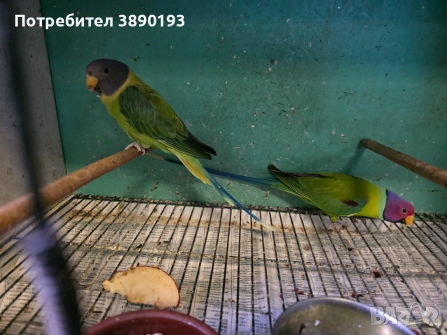 Сливоглав Александър 