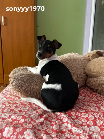 ДЖАК РЪСЕЛ-ЖЕНСКО КУТРЕ 2612250839