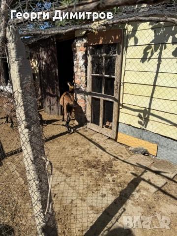 Алпийски кози , снимка 1