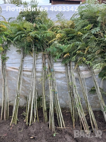 Албиция , снимка 2 - Градински цветя и растения - 52350550