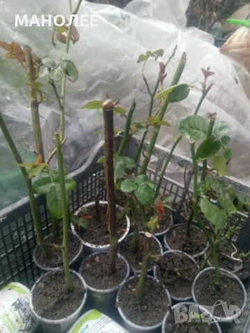 🌹🌹🎁🌹Червена роза без бодли🌹🌹🌹🎁🎁, снимка 4 - Градински цветя и растения - 52839752