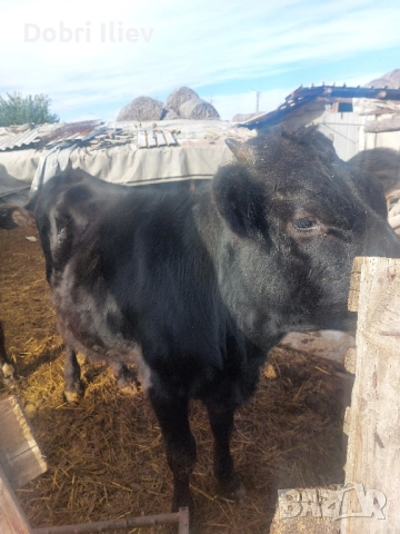 продавам мажко теле за клане 