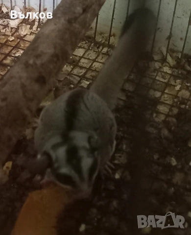 летяща захарна катеричка , снимка 3 - Други - 54077995