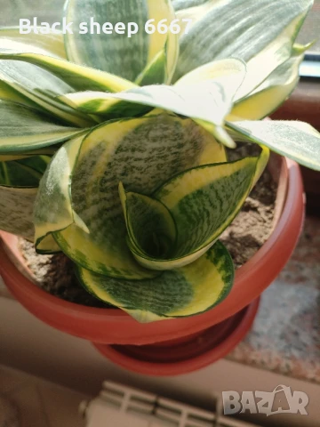 Налични жълти сансевиери, moonshine, cilindrica, Black moon, алое, красула, снимка 18 - Стайни растения - 35198298