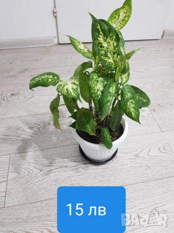 Стайни цветя в саксии, снимка 9 - Стайни растения - 33680701