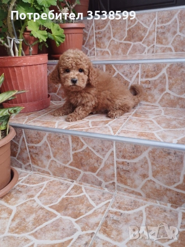 Мини Пудел., снимка 3 - Пудели - 53140009
