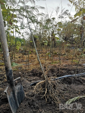 Албиция(Albizia), снимка 2 - Градински цветя и растения - 52443884