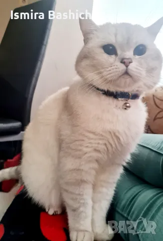 Британец за разплод, снимка 3 - Британска късокосместа - 49222261