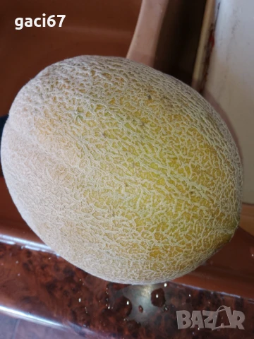 Семена домати и други зеленчуци , снимка 12 - Сортови семена и луковици - 51342295