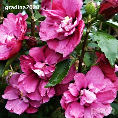 Хибискус Кичест - Дървовидна Ружа, снимка 11 - Разсади - 46564853